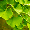 Ginkgo biloba extract - Bluestone Composition 